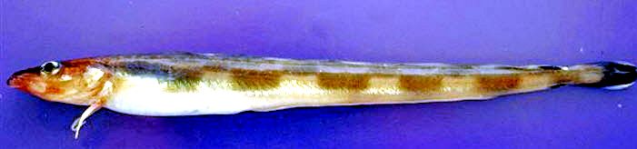 Molva dypterygia_9112